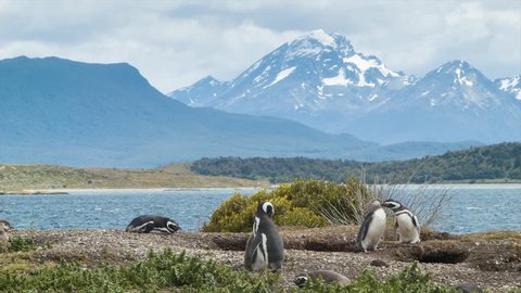 Nature Scene of Magellanic Penguins with Young Babies in Tierra del Fuego Argentina at the Southern Most Tip of South America on a Day of Sunshine