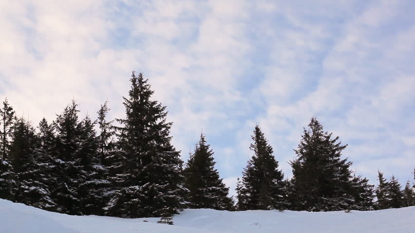 snowy forest time lapse