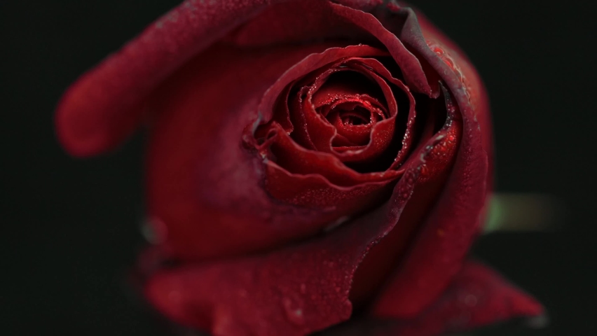 Beautiful opening red rose on black background. Petals of Blooming red rose flower open, time lapse, close-up. Holiday, love, birthday design backdrop. Bud closeup. Macro. Valentine's Day. Timelapse Royalty-Free Stock Footage #1081666718