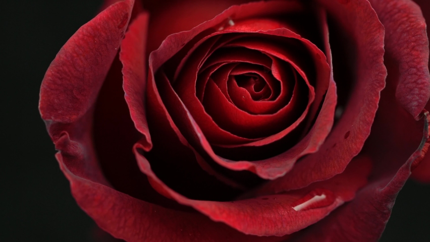 Beautiful opening red rose on black background. Petals of Blooming red rose flower open, time lapse, close-up. Holiday, love, birthday design backdrop. Bud closeup. Macro. Valentine's Day. Timelapse | Shutterstock HD Video #1081666718