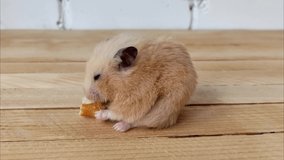 Hamster eating bread, side view, video, close up