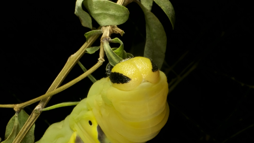 Larva (caterpillar) of butterfly Death