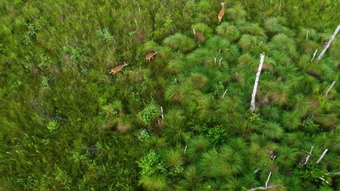 Aerial view of a European Roe Deer (Capreolus capreolus) with two fawn siblings eating grass close by the water on a sunny spring day. Roe deer in a natural swamp environment. Drone view 