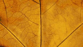Close-up detail time-lapse of tree leaves changing color during fall. Green autumn leaf getting yellow and orange. Timelapse macro view plant leaf texture aging during seasons change - Powered by Shutterstock - Get 15% off with code: PIKWIZARD15