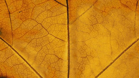 Close-up detail time-lapse of tree leaves changing color during fall. Green autumn leaf getting yellow and orange. Timelapse macro view plant leaf texture aging during seasons change