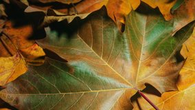 Close-up detail time-lapse of tree leaves dry up and change color during fall. Green autumn leaf getting yellow and orange. Timelapse plant leaf texture aging during seasons change - Powered by Shutterstock - Get 15% off with code: PIKWIZARD15