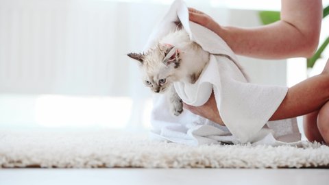 Owner hands drying wet ragdoll kitten with towel after shower. Girl and clean little kitty cat pet after bath