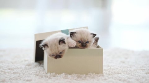 Ragdoll kittens in gift box at home. Adorable kitty cats pets in festive packaging