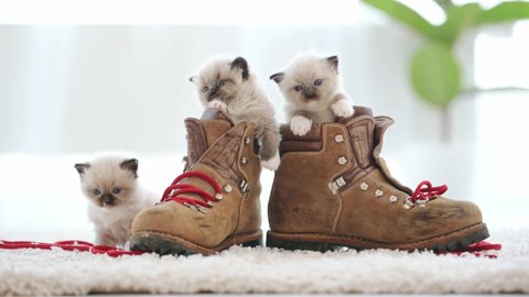 Ragdoll kittens playing with boots with red laces at home. Cute small kitty cats and brown shoes