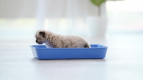 Little ragdoll kitten sniffing blue tray standing inside. Cute kitty cat pet learning where toilet