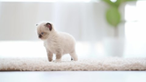 Fluffy ragdoll kitten at home walking on carpet with daylight. Cute purebred kitty cat pet with light blurred background
