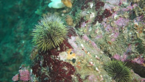 Sea urchin echinus on the rocky bottom of the Barents Sea. Underwater life of the seas and oceans. Scuba diving underwater Barents Sea.