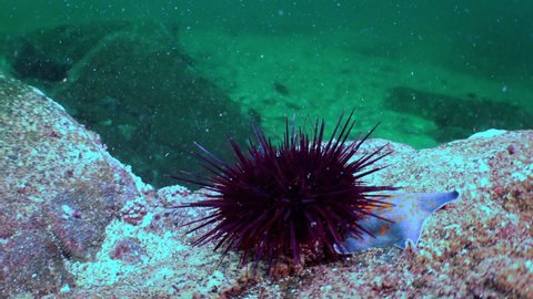 Slow motion shot of Sea Urchin in search of food on rocky seabed in ocean with green background water on under water underwater. Long-spine sea urchin (Diadema setosum) on tropical coral reef