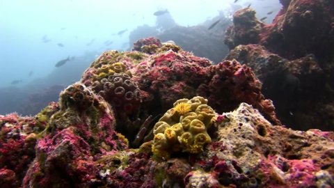 Seabed underwater in Galapagos. Unique beautiful video. Abyssal relax diving in world of wildlife. Landscape of sea and ocean.