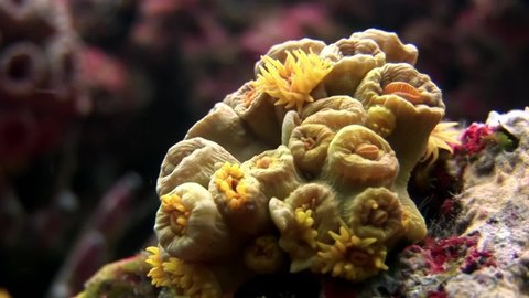 Seabed underwater in Galapagos. Unique beautiful video. Abyssal relax diving in world of wildlife. Landscape of sea and ocean.