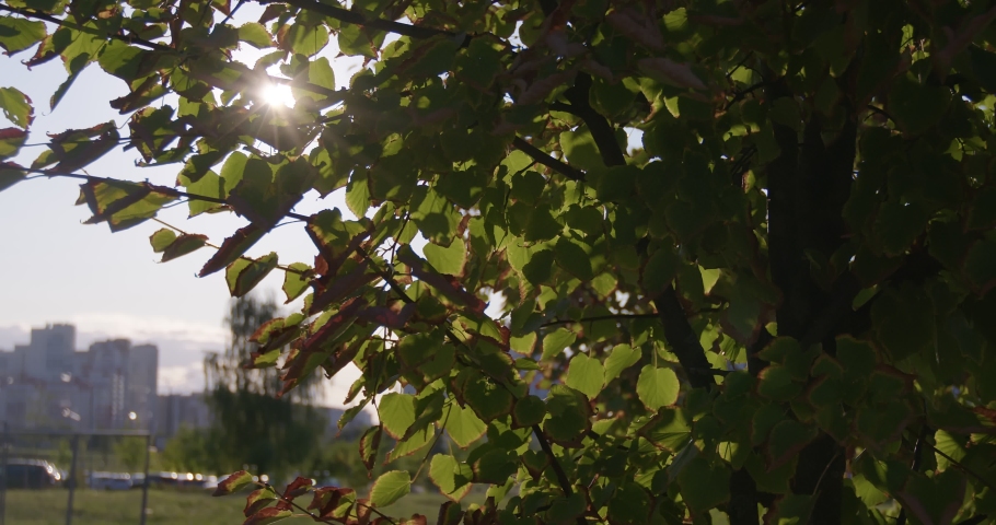 The bright sun shines between the green leaves of the trees in summer. Beautiful sunset in the city.