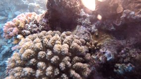 Slow motion HD video of the underwater world with beautiful pink corals and exotic fish. Red sea. Egypt