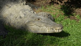 Female American Crocodile turning head to look at camera and opening mouth
