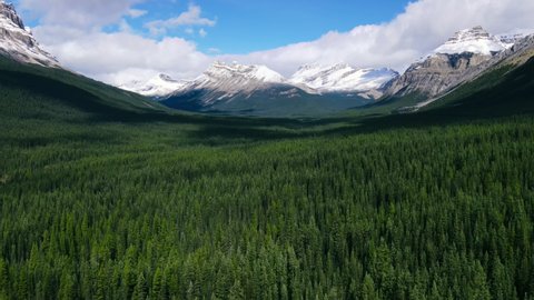 Top down view of vast larch forests in Alberta. Drone Shot of the pine woods and Scenic Mountains with snow Peaks in Banff National Park on a sunny day. Aerial video over a forest in Rocky Mountains