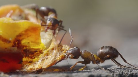Macro of a red wood ant (Formica rufa) trying to move a rosehip fruit slice.