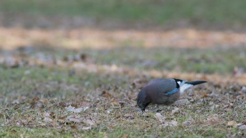 Eurasian jay bird hides buries acorns for winter