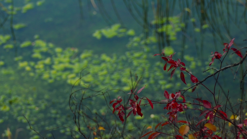 Swamp with red leaves rack focus