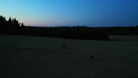 Aerial view of a Moose grazing on a field, during midnight sun in Finland - circling, drone shot