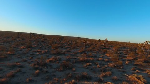 Flying through the Joshua trees in the Mojave Desert with a first person drone at dawn on a clear day วิดีโอสต็อก