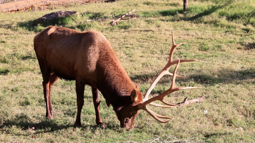 Close up shot of Elk at Oklahoma