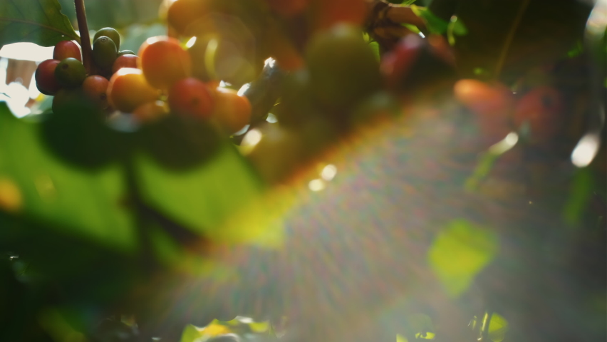 Organic arabica coffee beans cherries ripe on branch in coffee plantation Thailand ready to harvest with light sun flare in the evening, agricultural industry, close-up and dolly out shots