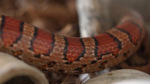Close up. Orange, black, and copper patterned snake tail of a Corn Snake slithering past on forest ground