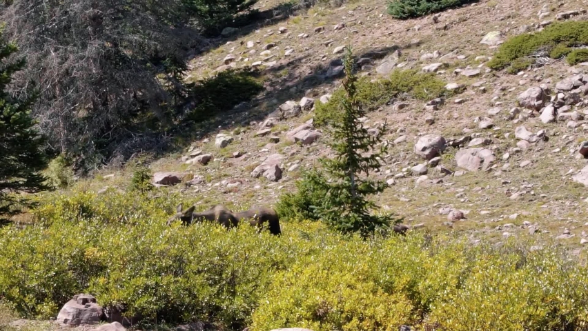 A baby moose grazing on a large green bush in slow motion up near the Lower Red Castle Lake in the High Uinta National Forest between Utah and Wyoming on a backpacking hike on a summer day.