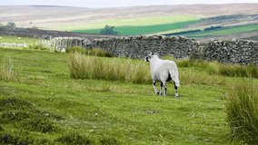 A solo ram with horns stood in a field on a sunny day in Yorkshire by a dry stone wall. Clip contains a sheep in a green field in summer.