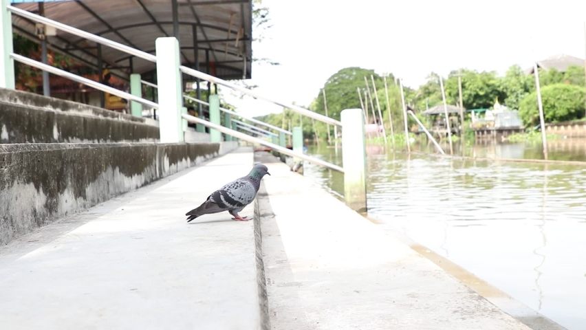Rock Pigeon, Common Pigeon, Rock Dove, Columba livia on the concrete.