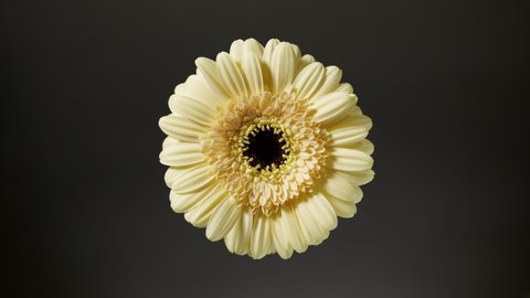 Light shines brighter on pale yellow gerbera on black background. Body care cosmetics advertisement