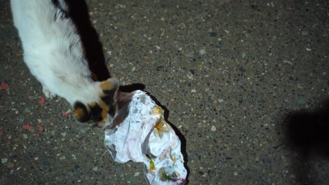 Street wild and spotted feline cat eats shawarma in paper on the ground, on the street, The concept of homeless animals living on the streets of a big city.