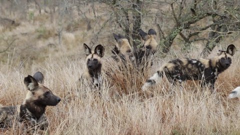 Pack of wild dogs on high alert