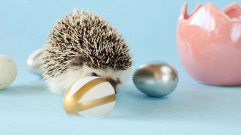 Easter eggs and African pygmy white-bellied hedgehog. Easter mood