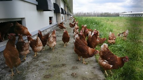 Chickens farmed for eggs are seen on a meadow inside a livestock farm.