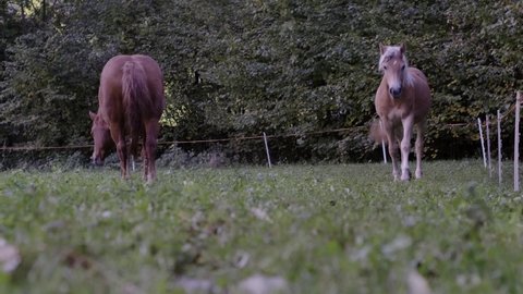 Long View: Nice Light Brown Horse Trotting Towards The Camera