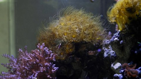 colony of Parazoanthus gracilis, yellow crust sea anemone polyps and Capnella sp move tentacles on stone, healthy and active animals in nano reef marine aquarium