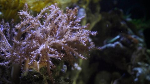 Kenya tree coral polyp move branches and tentacles in strong current, healthy and active animals grow in nano reef marine aquarium