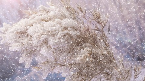 Freezing reed grass , ice and snow crystals forming on field plant in frosty weather. Sunny frosty morning. Snowflakes falling in slow motion. Winter background.