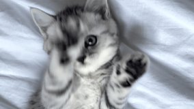 Portrait cute little striped Scottish fold Kitten cat wake up, yawn and stretch. Kitty looking at camera on white bed vertical video footage.