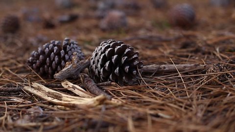 Two pine cones on the forest floor