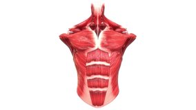 Human Body Muscular System Muscles Torso Muscles Anatomy Animation Concept. 3D