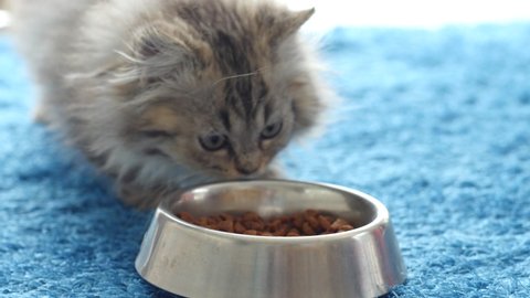 Cute Persian Kitten Eating Cat Food