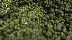 Gastronomic concept. Large green inflorescence of broccoli. Fresh ingredients for cooking. Close-up. High quality. 4k footage.