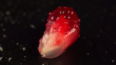 One pomegranate seed on a dark surface that is covered with large drops of water, studio lighting. Natural, fresh fruit. High quality. 4k footage.