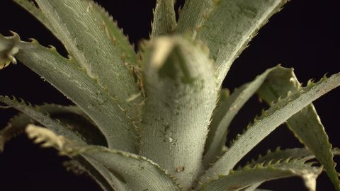 A rosette of long, narrow pineapple leaves on the black background. Dense leaves with notches at the edges, close-up. High quality. 4k footage.